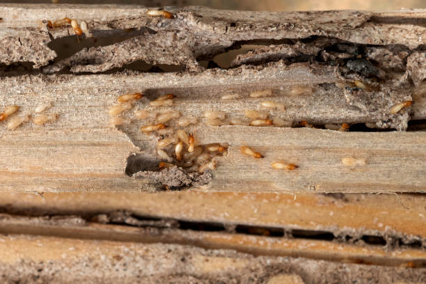 Belvedere, CA Pest Control Company